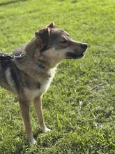 RINO, Hund, Affenpinscher in Bulgarien - Bild 12