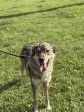RINO, Hund, Affenpinscher in Bulgarien - Bild 13