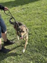 RINO, Hund, Affenpinscher in Bulgarien - Bild 8