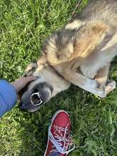 RINO, Hund, Affenpinscher in Bulgarien - Bild 9