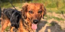 IRIDE, Hund, Mischlingshund in Italien - Bild 1