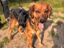IRIDE, Hund, Mischlingshund in Italien - Bild 2