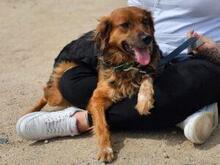 IRIDE, Hund, Mischlingshund in Italien - Bild 4
