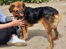 IRIDE, Hund, Mischlingshund in Italien - Bild 5