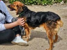 IRIDE, Hund, Mischlingshund in Italien - Bild 6