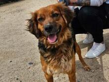 IRIDE, Hund, Mischlingshund in Italien - Bild 7