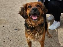 IRIDE, Hund, Mischlingshund in Italien - Bild 8
