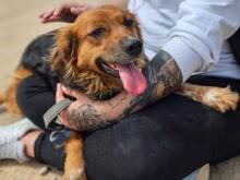 IRIDE, Hund, Mischlingshund in Italien - Bild 9
