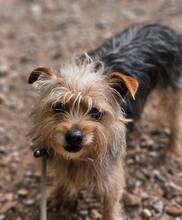 HENK, Hund, Mischlingshund in Spanien - Bild 1