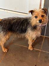 HENK, Hund, Mischlingshund in Spanien - Bild 2