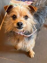 HENK, Hund, Mischlingshund in Spanien - Bild 3