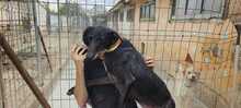 GREDOS, Hund, Galgo Español-Mix in Spanien - Bild 13