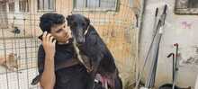 GREDOS, Hund, Galgo Español-Mix in Spanien - Bild 14