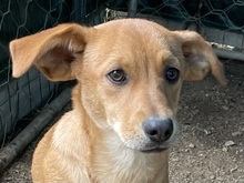 PONZIO, Hund, Dackel-Mix in Italien - Bild 1