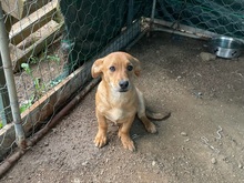 PONZIO, Hund, Dackel-Mix in Italien - Bild 2