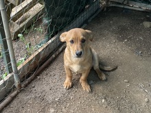 PONZIO, Hund, Dackel-Mix in Italien - Bild 3