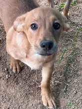 PONZIO, Hund, Dackel-Mix in Italien - Bild 4