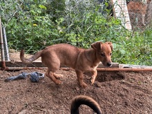 PONZIO, Hund, Dackel-Mix in Italien - Bild 5
