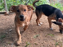 PONZIO, Hund, Dackel-Mix in Italien - Bild 7