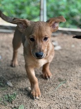 PONZIO, Hund, Dackel-Mix in Italien - Bild 8