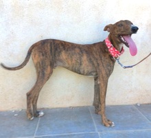 SILVERIO, Hund, Greyhound in Spanien - Bild 6