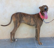 SILVERIO, Hund, Greyhound in Spanien - Bild 7