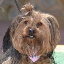 NORA, Hund, Yorkshire Terrier in Passau