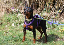 PRIMA PETZY, Hund, Zwergpinscher in Lauf - Bild 2