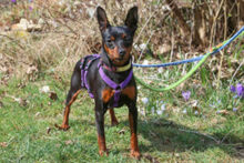 PRIMA PETZY, Hund, Zwergpinscher in Lauf - Bild 3