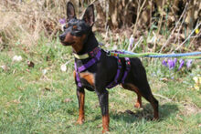 PRIMA PETZY, Hund, Zwergpinscher in Lauf - Bild 4