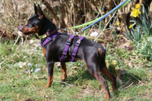 PRIMA PETZY, Hund, Zwergpinscher in Lauf - Bild 5