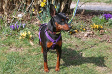 PRIMA PETZY, Hund, Zwergpinscher in Lauf - Bild 6