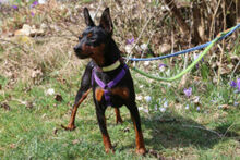 PRIMA PETZY, Hund, Zwergpinscher in Lauf - Bild 7