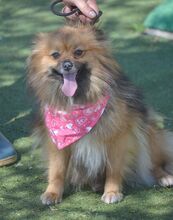 ROSY, Hund, Kleinspitz in Spanien - Bild 8