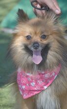 ROSY, Hund, Kleinspitz in Spanien - Bild 9
