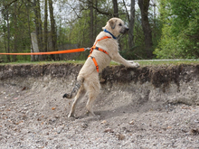 CHESTER, Hund, Mischlingshund in Oberviechtach - Bild 7
