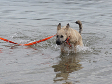 CHESTER, Hund, Mischlingshund in Oberviechtach - Bild 8