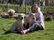 CHESTER, Hund, Mischlingshund in Oberviechtach - Bild 9