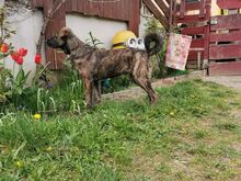 LORD NELSON, Hund, Mischlingshund in Rottenburg - Bild 4
