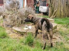 LORD NELSON, Hund, Mischlingshund in Rottenburg - Bild 5