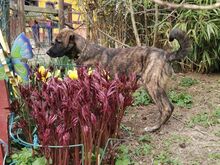 LORD NELSON, Hund, Mischlingshund in Rottenburg - Bild 6