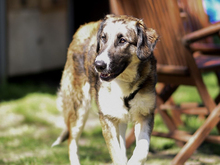 FARRAH, Hund, Mischlingshund in Ahrensfelde - Bild 4