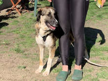 FARRAH, Hund, Mischlingshund in Ahrensfelde - Bild 5