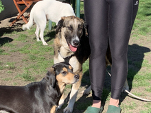 FARRAH, Hund, Mischlingshund in Ahrensfelde - Bild 6