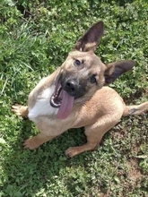 LITTLEJOE, Hund, Mischlingshund in Griechenland - Bild 10