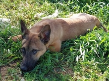 LITTLEJOE, Hund, Mischlingshund in Griechenland - Bild 11