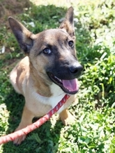 LITTLEJOE, Hund, Mischlingshund in Griechenland - Bild 13