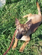 LITTLEJOE, Hund, Mischlingshund in Griechenland - Bild 14