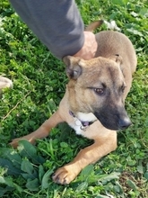 LITTLEJOE, Hund, Mischlingshund in Griechenland - Bild 2