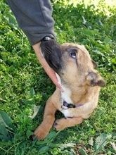 LITTLEJOE, Hund, Mischlingshund in Griechenland - Bild 3